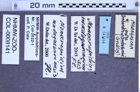 Etiketten zu Monocrepidius madagascariensis (Fleutiaux, 1932) (NHMW-ZOO-COL-0008141)